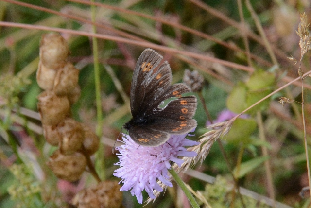 Erebia. Si, ma quale specie?  Erebia ligea ed Erebia albergana